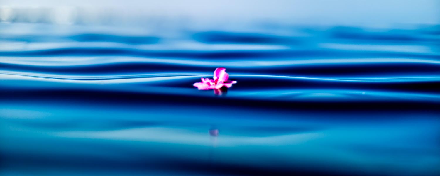Flower floating on water
